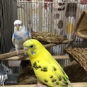 セキセイインコちゃんの里親を募集します！