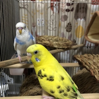 セキセイインコちゃんの里親を募集します！