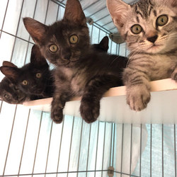 岐阜土岐市☆ちび猫の譲渡会