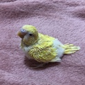 可愛いセキセイの雛