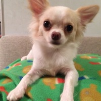 かりん