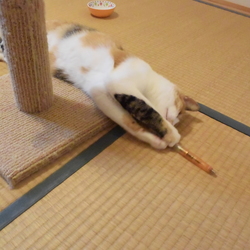 「サラちゃんの日常」サムネイル3