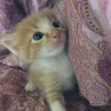 生後１ヶ月の仔猫の里親募集中！！
