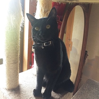 黒猫3兄弟☆とっても落ち着いた性格の男の子です