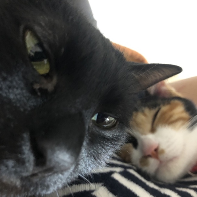 ととろのジジのカバー写真
