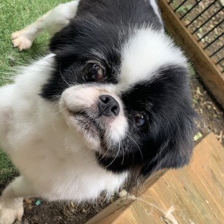 元気すぎる狆、ロンの家族を募集します。