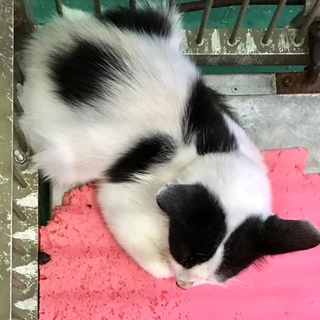 白黒ハチワレ生後三ヶ月半程度