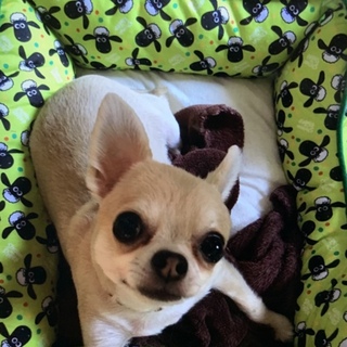 ロングコートチワワ♂