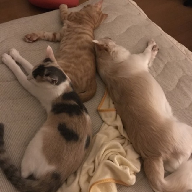 o_sayaのカバー写真