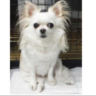 飼い主様のお迎えがありました。