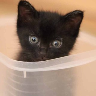 人馴れ抜群＆超甘えん坊のおしゃべり大好き女の子