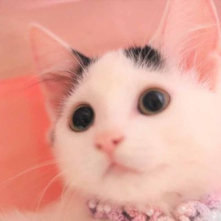 人馴れ抜群＆超甘えん坊のモフモフおっとりちゃん