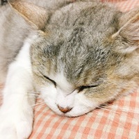 なな
