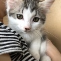 甘えん坊  人馴れ抜群  モグちゃん  女の子