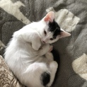 ピタッとくっつく甘えん坊  白黒アラレちゃん  