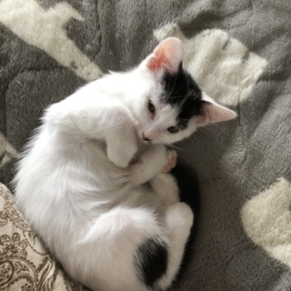 ピタッとくっつく甘えん坊  白黒アラレちゃん  