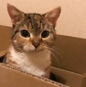 ゴロゴロ甘える三毛猫です。