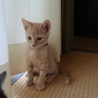 食欲より遊びたい「いちろ」君