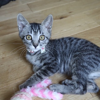 とっても元気な「まみ」ちゃん