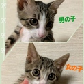 可愛い可愛いキジ白兄妹です(=^ェ^=)♡