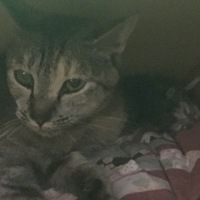 テンテン