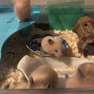 キンクマハムスターの里親募集中です