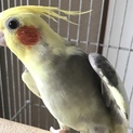 オカメインコ♂交渉中