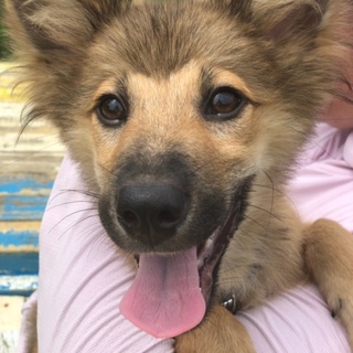 4ヶ月の子犬 里親募集！