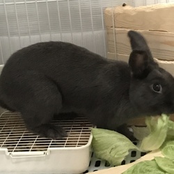 キャベツ