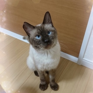 【1/26⭐️堺東にて里親会】参加猫ルーンくん