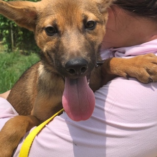 3.5ヶ月子犬 のりく君 里親募集