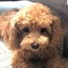 トイプードルのフミくん サムネイル2