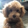 トイプードルのフミくん サムネイル3