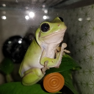 イエアメガエル