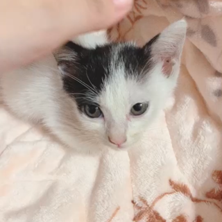人懐っこい子猫です