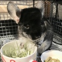 チンチラ里親募集