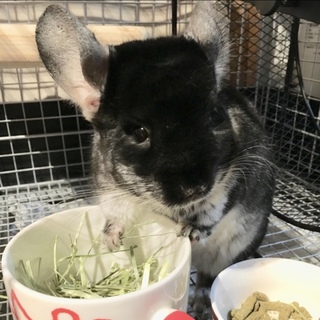 チンチラ里親募集