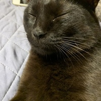 ジジ