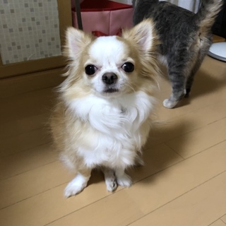 チワワの男の子