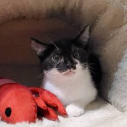 ねこの譲渡会＠京都七条 サムネイル2