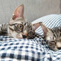 ねこの譲渡会＠京都七条 サムネイル3