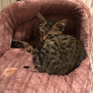 人懐こいかわいいキジ猫くん