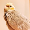 オカメインコシナモンパイド