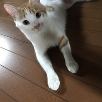 葵