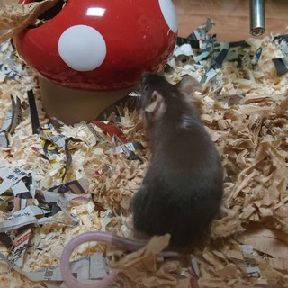 ファンシーマウスの男の子