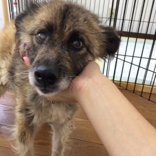 琴乃ちゃん(^^)里親様決定(^O^)