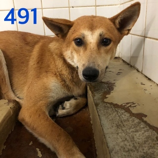 緊急です！怖がりな野犬の男の子です。動画あり