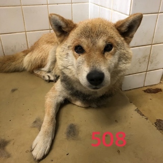 里親決定しました。