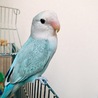 コザクラインコ WFパステルブルー