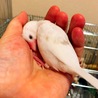 白文鳥